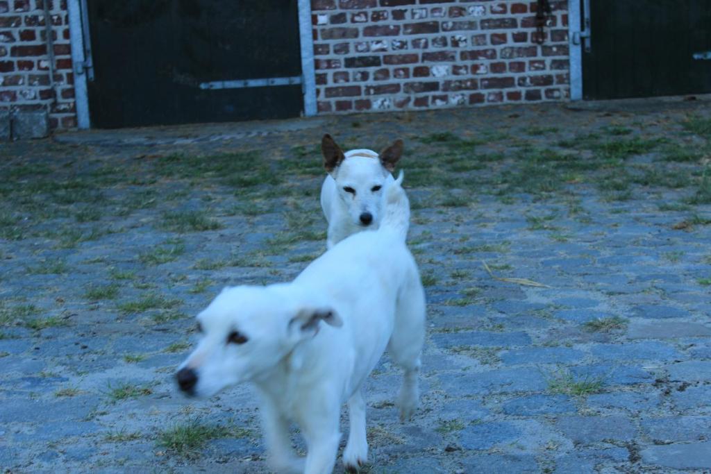 De Rosmolen Villa Ertvelde Kültér fotó